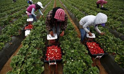 Fruit Or Vegetable Picker Is Urgently Needed In Langton